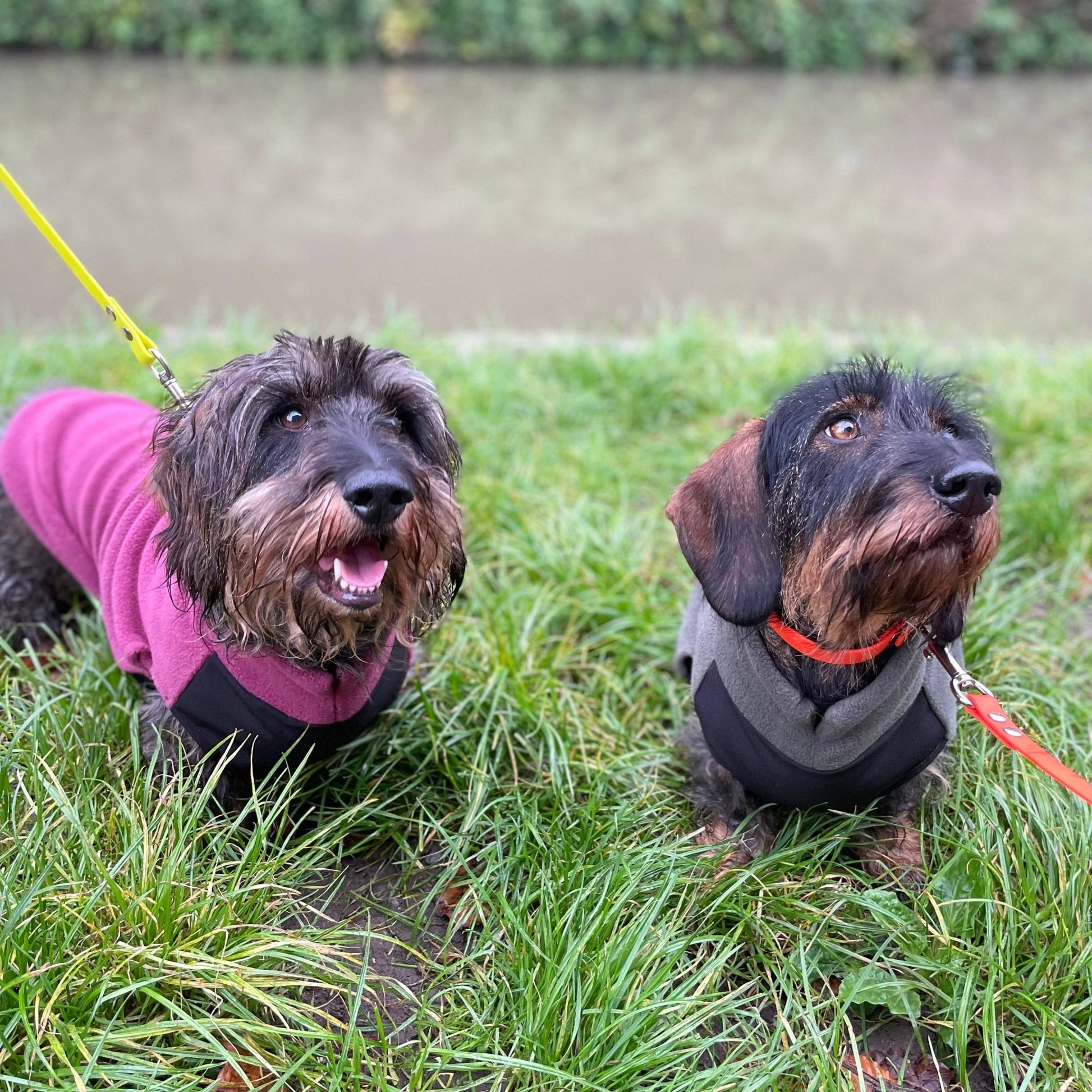 Standard Gravhund Fleece Trøje m. vandtæt mavepanel - Dapple