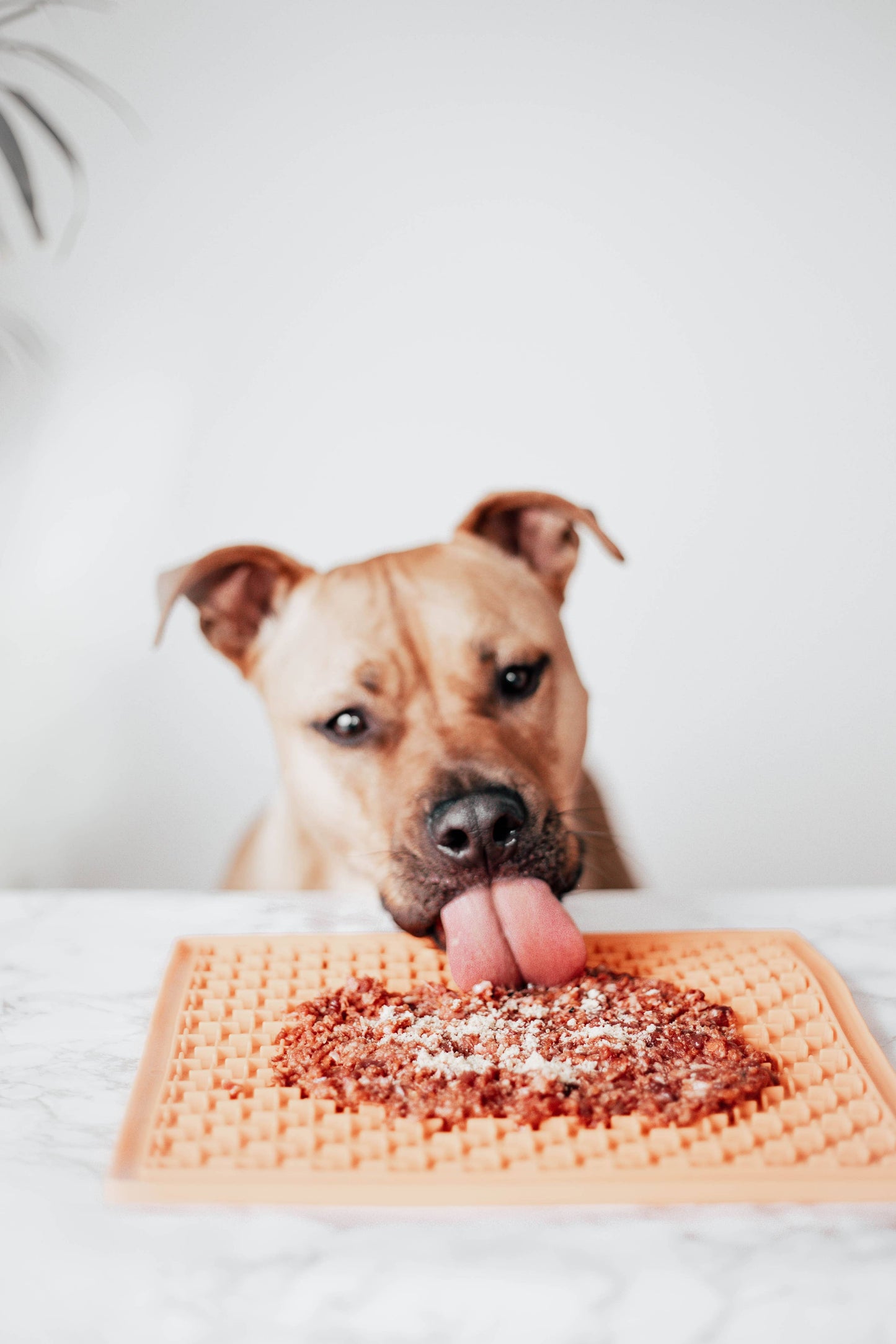 Kyckling Topper för Hund & Katt - 100g
