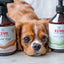 Protected Hund - Mod Flåter, Lopper og Fluer 500ml