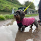 Standard Gravhund Fleece Trøje m. vandtæt mavepanel - Dapple