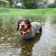 Gravhund Fleece Trøje m. vandtæt mavepanel - Dapple
