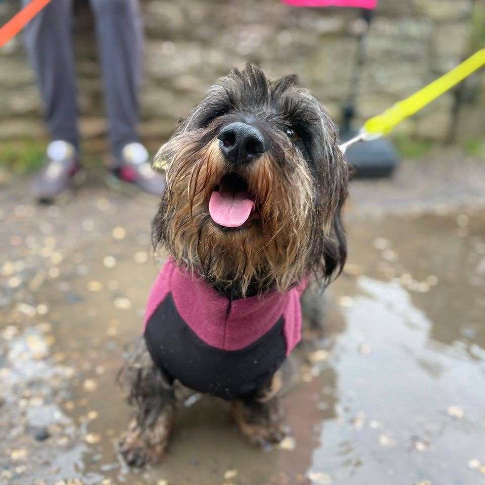 Standard Gravhund Fleece Trøje m. vandtæt mavepanel - Dapple
