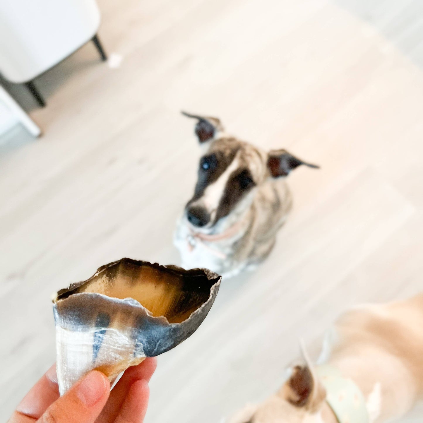 Kivo Kalvklöv till Hund - 10 st 750g