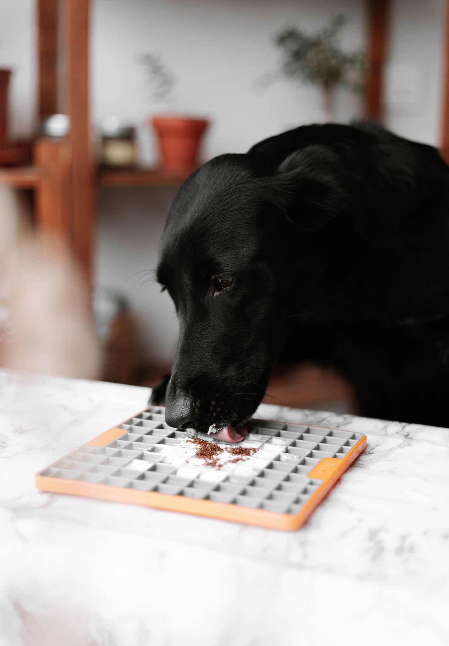 Kyckling Topper för Hund & Katt - 100g