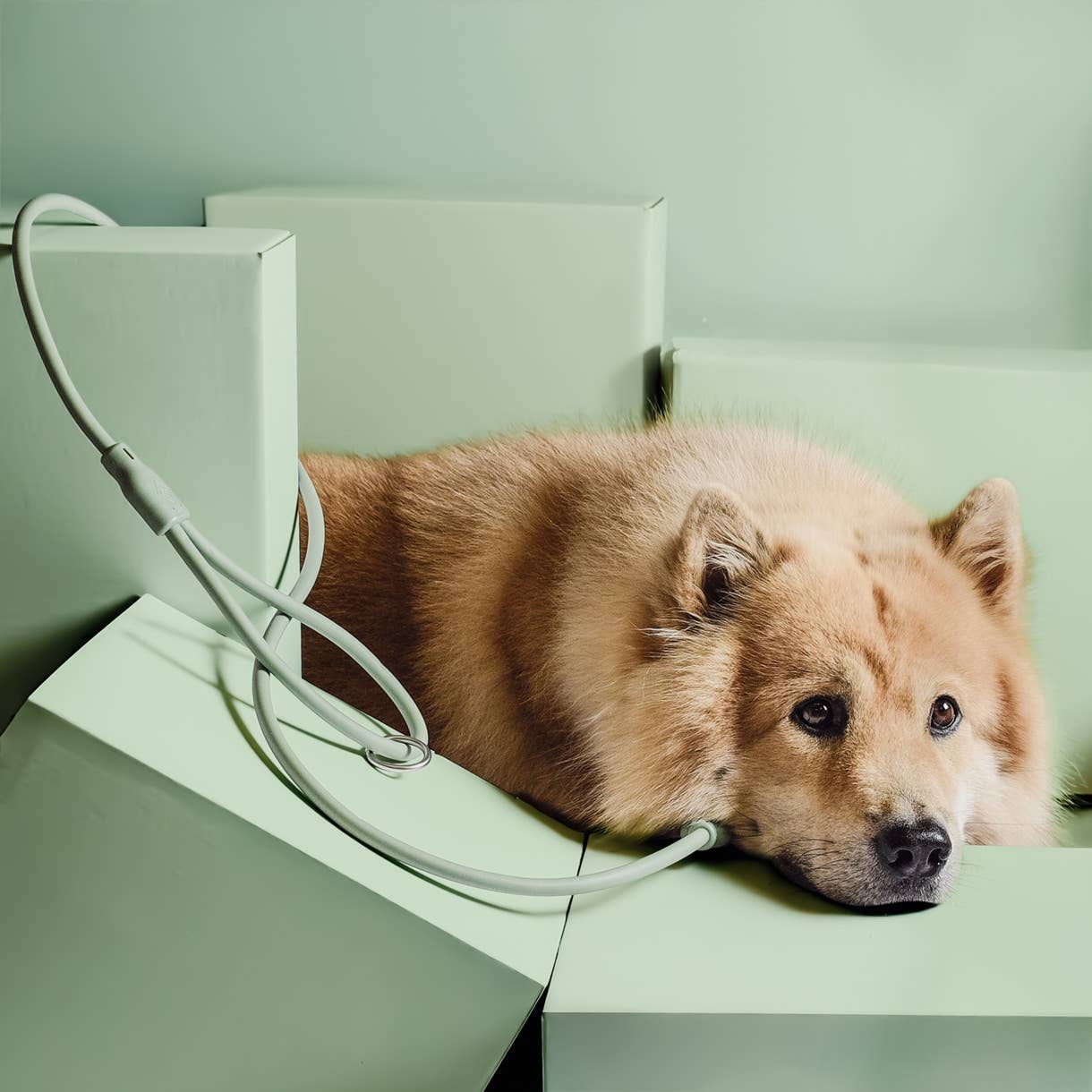 Ne&No® Hundesnor i PVC 150 cm - Vejrbestandig, Vandafvisende og Nem at Rengøre