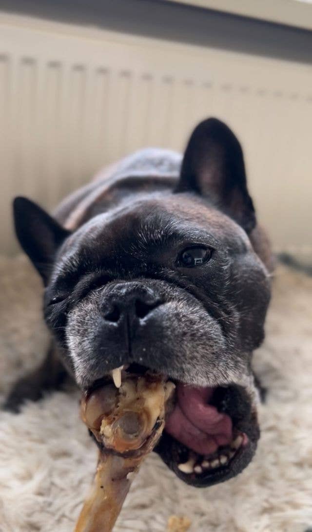 Kivo - Lamme Tyggeben 200g