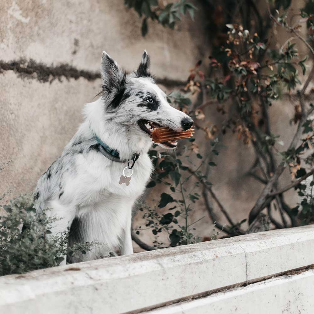 Retorn - Rub Tandrenser tyggelegetøj - Dapple